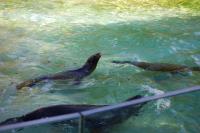 Imagine atasata: Zoo Berlin 0508.JPG